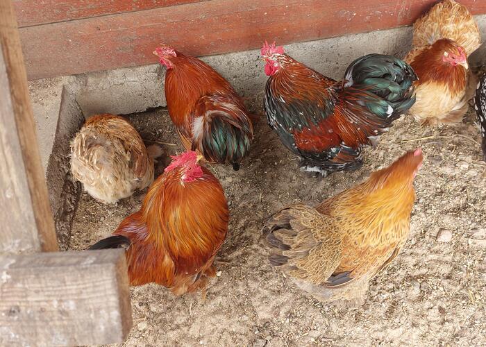 Grajewo ogłoszenia: Sprzedam  indyka  i kury kochiny miniaturowe.  Cena za indyka 200...