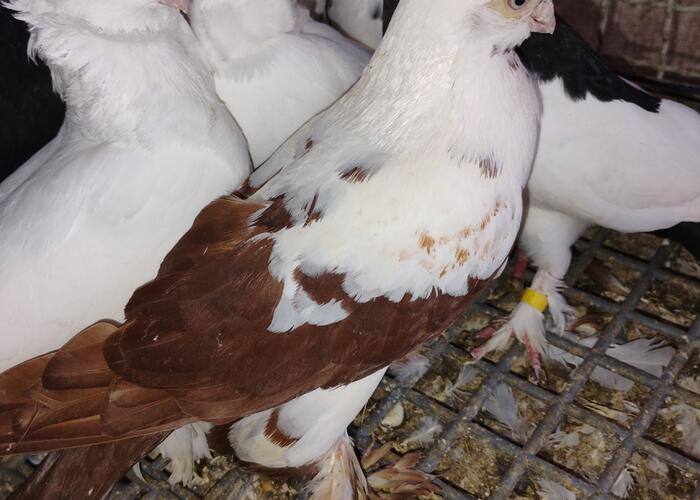 Grajewo ogłoszenia: Witam sprzedam parę mewków